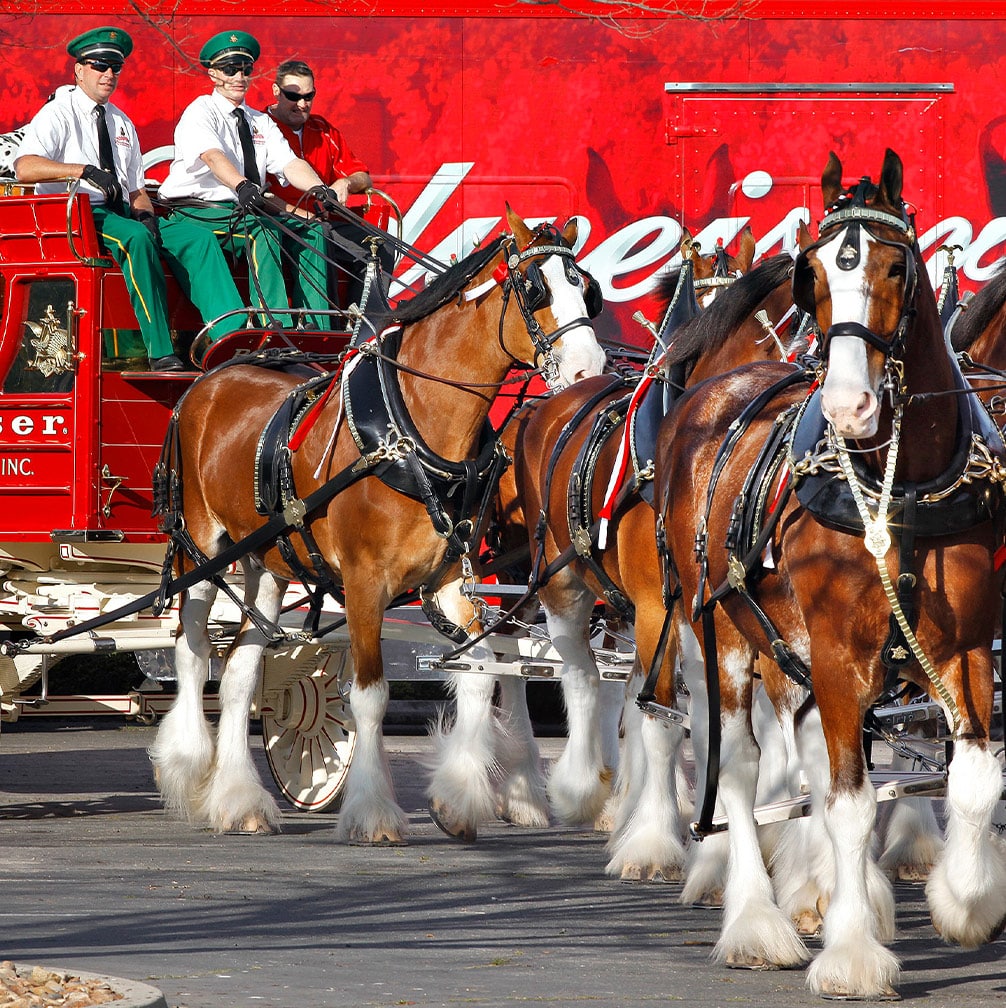 Anheuser-Busch Clydesdales | Explore St. Louis